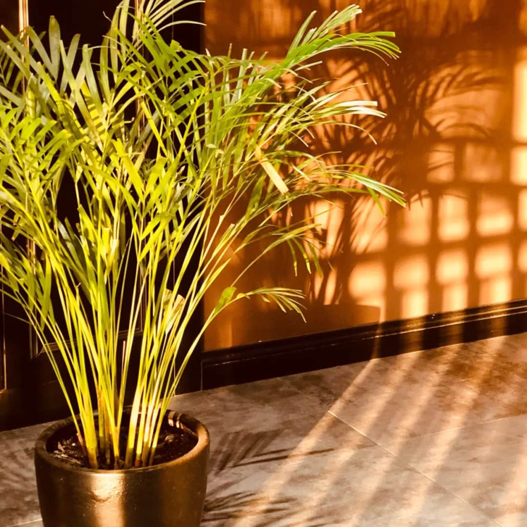 Najzdrowsze kwiaty do sypialni: 5 roślin dla lepszego snu