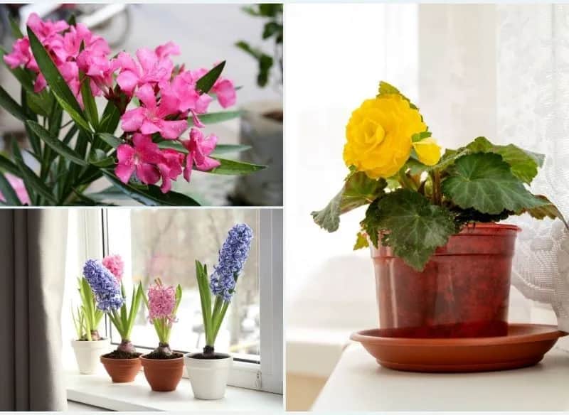 Kwiaty, których nie trzymaj w sypialni - 5 gatunków i powody