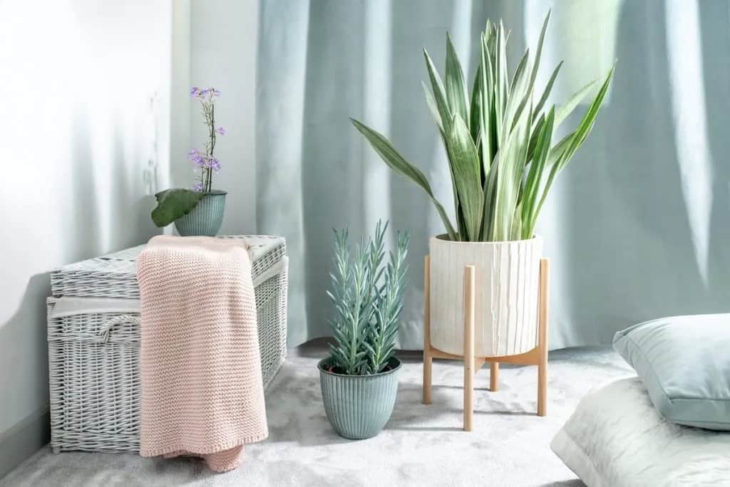 Jakie rośliny do sypialni? 10 najlepszych dla zdrowia i snu